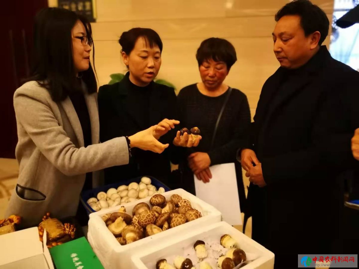 食用菌经营主体人员现场交流