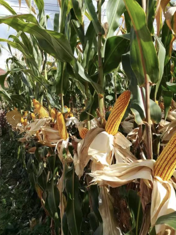 截屏2021-10-25 下午5.05.01.png