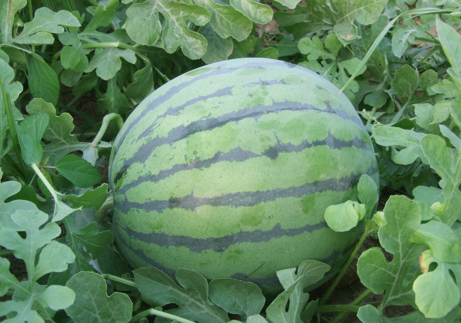 农科大5号西瓜.JPG
