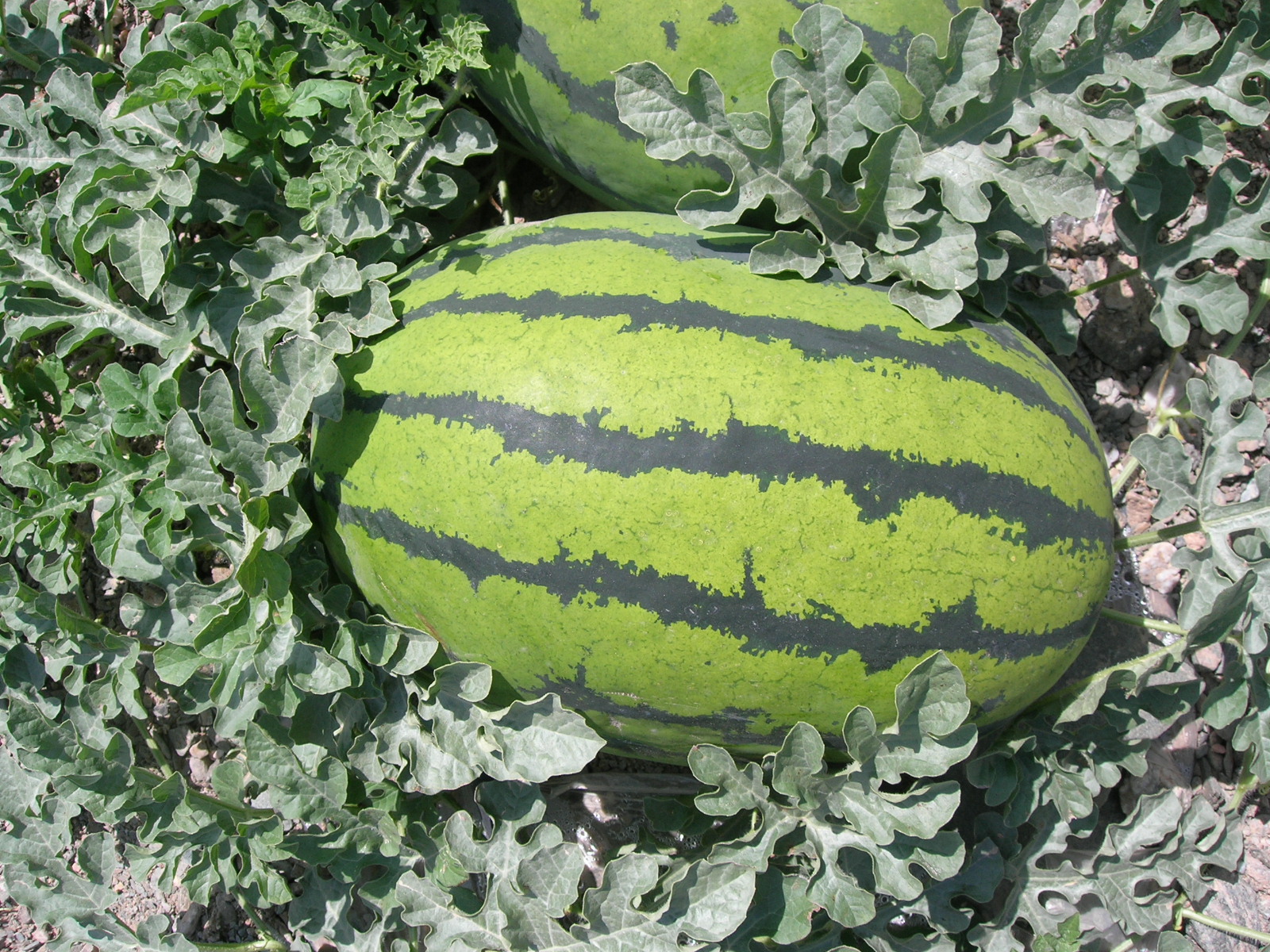 农科大9号西瓜.JPG