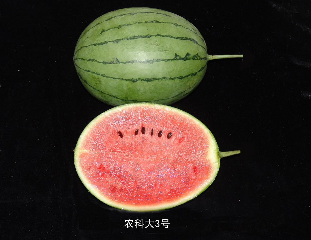玲珑王西瓜.jpg