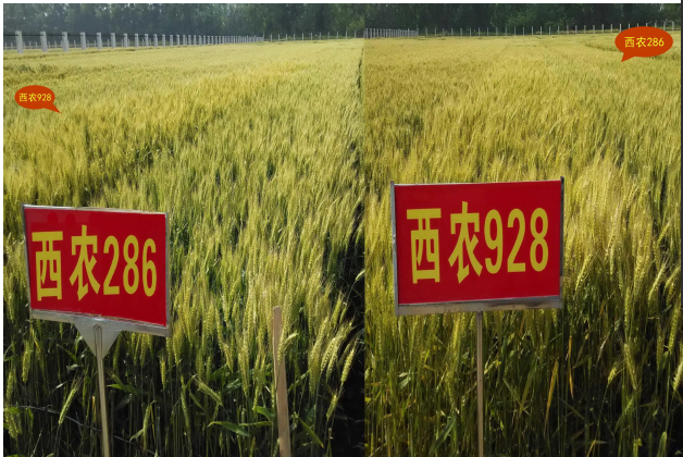 1650510271(1).png