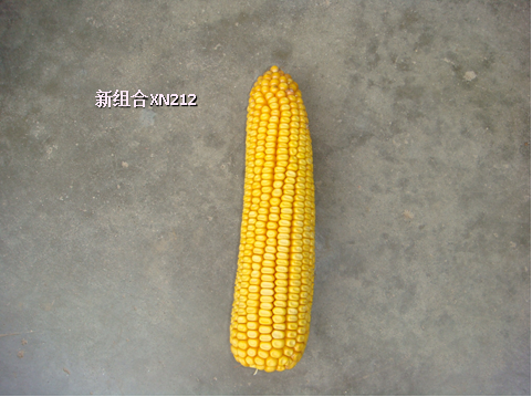 图片15.png